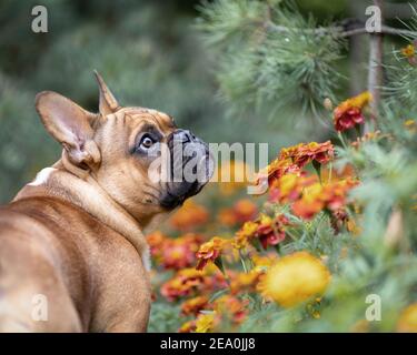 Junge französische Bulldogge zwischen Blumen. Porträt des Hundes in der Natur. Stockfoto