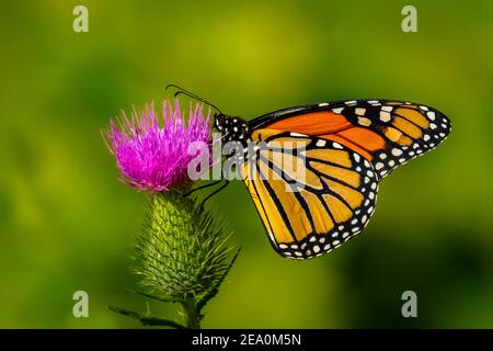 Ein Monarch Butterfly (Danaus plexippus), der sich auf einer Distelblüte ernährt. Stockfoto