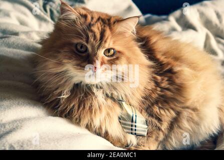 Flauschige Ingwer-Katze im Bett trägt eine Krawatte Stockfoto