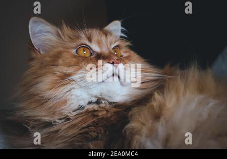 Porträt einer flauschigen, ginger Katze Stockfoto