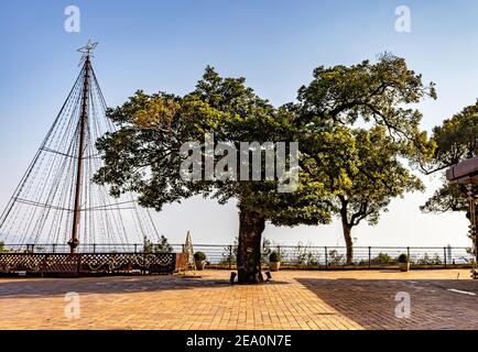 Immergrüner Baum vor dem Hintergrund eines hellblauen Himmels im Shiroyama Hotel in Kagoshima City, Japan. Stockfoto