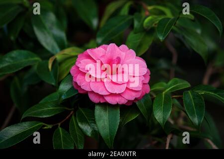 Japanische Kamelie (Camellia Japonica L.) formale doppelte rosa Blume auf einem Baum Stockfoto