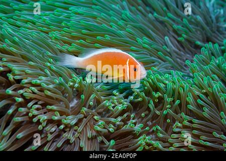 Pink Skunk Clownfish auf einem Tauchausflug vor der gefangen Küste von Palau Stockfoto