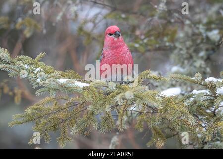 Pine grosbeak (Pinicola enucleator), Männchen thront in Black Fichte Baum (Picea mariana), E. Nordamerika, von Dominique Braud/Dembinsky Photo Assoc Stockfoto