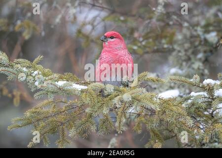 Pine grosbeak (Pinicola enucleator), Männchen thront in Black Fichte Baum (Picea mariana), E. Nordamerika, von Dominique Braud/Dembinsky Photo Assoc Stockfoto