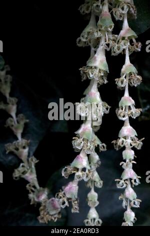 Garrya elliptica ‘James Roof’ Silk Quaste James Roof – lange ineinander verschränke Haufen blassgrüner und rosafarbener Blumen, Februar, England, Großbritannien Stockfoto