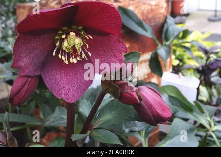 Helleborus HGC Ice ‘n’ Roses Red’ Hellebore Ice ‘n’ Roses Red - dunkelrote, nach außen gerichtete Blume, Februar, England, Großbritannien Stockfoto