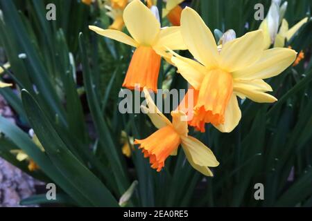 Narcissus ‘Jetfire’ / Daffodil Jetfire Division 6 Cyclamineus Daffodils Miniatur-gelbe Narzissen mit orangefarbenen Trompeten, Februar, England, UK Stockfoto