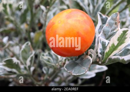 Solanum pseudocapsicum ‘Variegata’ buntes Laub mit Orangenbeere, Februar, England, Großbritannien Stockfoto