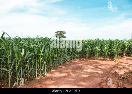 Kornfeld-Plantage auf rotem Boden. Kann auch als Mais oder Zea mays gefunden werden (wissenschaftlicher Name) Stockfoto