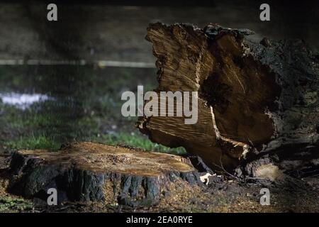 London, Großbritannien. 6th. Februar 2021. Ein Baum, der in den Euston Square Gardens für das Hochgeschwindigkeitsbahnlinksprojekt HS2 gefällt wurde, wird durch einen Sicherheitszaun gesehen. Umweltaktivisten der Rebellion HS2 besetzen seit elf Tagen Tunnel unter dem Gelände, um zu versuchen, das Fällen der Bäume zu verzögern oder zu verhindern. Kredit: Mark Kerrison/Alamy Live Nachrichten Stockfoto