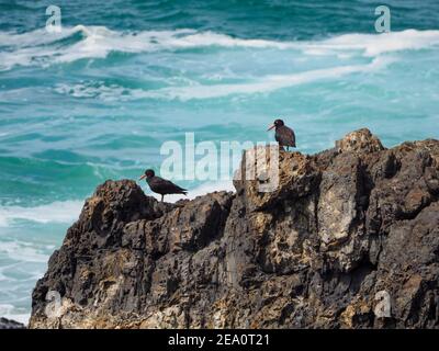 Ein Paar rußhaltiger Austernfischer, die den Blick von den Felsen auf der Landzunge genießen, Küstenhabitat, Mid North Coast NSW Australien Stockfoto