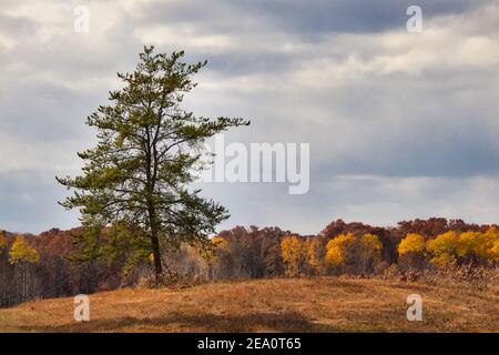 Eine einfarbige Kiefer in einer Landschaft von Bäumen mit schönen Herbstfarben. Stockfoto