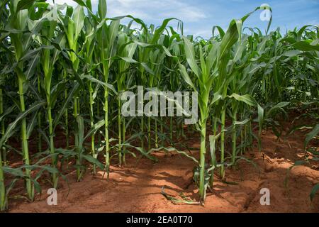 Maisernte wächst gesund auf rotem Boden. Zea Mays ist der wissenschaftliche Name der Pflanze Stockfoto