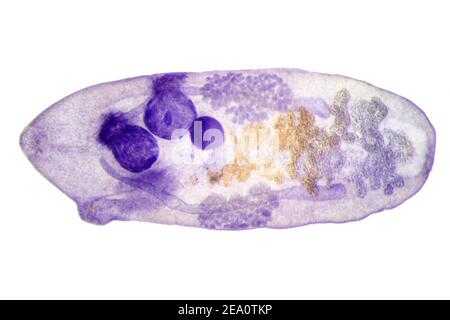 leberegel, leichte Mikrograph Stockfoto