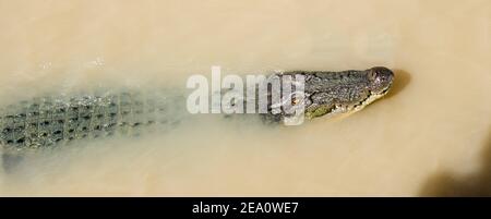 Krokodil aus dem Wasser im Adelaide River Stockfoto