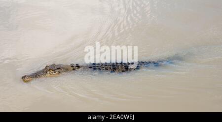 Krokodil aus dem Wasser im Adelaide River Stockfoto