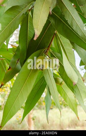 Unreifer Rosenapfel Auf Baum Stockfoto