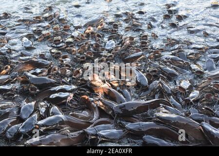 See Monster Riesenkatze Fische in einem See mit offenen Mund zum Füttern Stockfoto