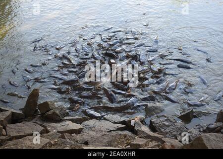 See Monster Riesenkatze Fische in einem See mit offenen Mund zum Füttern Stockfoto