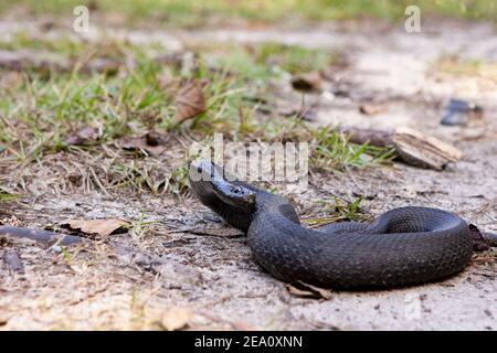 Eine Ostschlange (Heterodon platirhinos) mit schwarzer Pigmentierung, in einem grasbewachsenen Gebiet, in der Nähe von Springfield, Georgia. Stockfoto