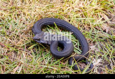 Eine Ostschlange (Heterodon platirhinos) mit schwarzer Pigmentierung, in einem grasbewachsenen Gebiet, in der Nähe von Springfield, Georgia. Stockfoto