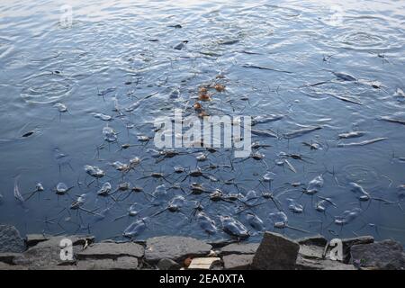 See Monster Riesenkatze Fische in einem See mit offenen Mund zum Füttern Stockfoto