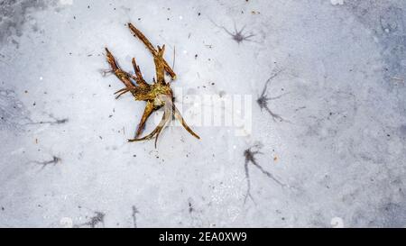 Draufsicht auf einen einzelnen Baumstamm in einem gefrorenen See, aufgenommen von oben durch eine Drohne. Stockfoto