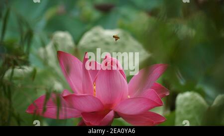 Lotus Blumen Fotos In Hoher Auflösung Stockfoto