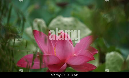 Lotus Blumen Fotos In Hoher Auflösung Stockfoto