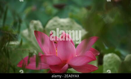 Lotus Blumen Fotos In Hoher Auflösung Stockfoto