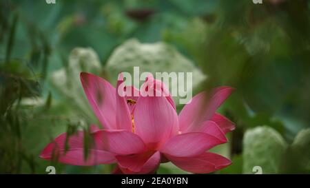 Lotus Blumen Fotos In Hoher Auflösung Stockfoto