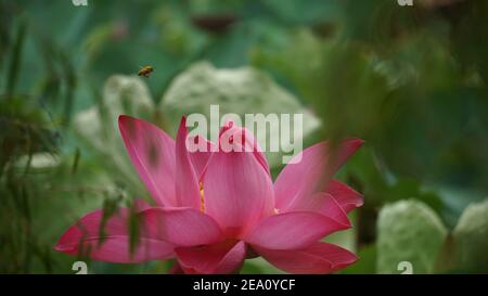 Lotus Blumen Fotos In Hoher Auflösung Stockfoto