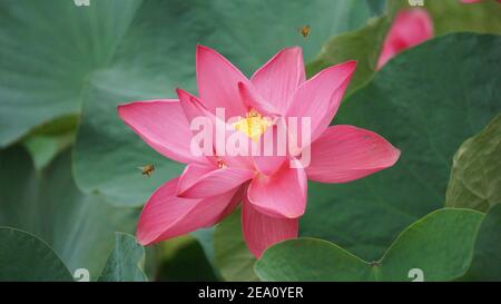 Lotus Blumen Fotos In Hoher Auflösung Stockfoto