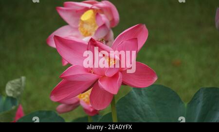 Lotus Blumen Fotos In Hoher Auflösung Stockfoto