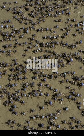 SOLDATENKRABBEN (MICTYRIS SP.) BEI EBBE, STRADBROKE ISLAND, MORETON BAY, QUEENSLAND'S GOLD COAST, AUSTRALIEN. Stockfoto