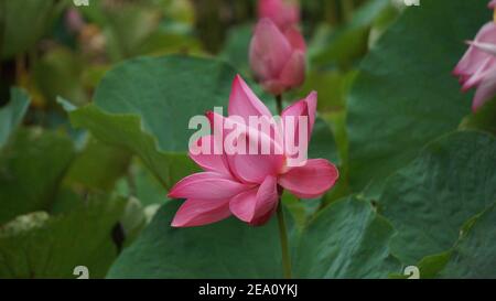 Lotus Blumen Fotos In Hoher Auflösung Stockfoto