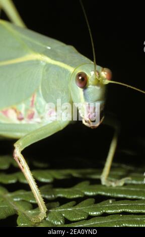 In der Nähe von Gummi BLATT KATYDID (auch bekannt als LANGHÖRNIGEN HEUSCHRECKE) TETTIGONIIDAE Stockfoto