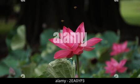 Lotus Blumen Fotos In Hoher Auflösung Stockfoto