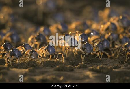 SOLDATENKRABBEN (MICTYRIS SP.) BEI EBBE, STRADBROKE ISLAND, MORETON BAY, QUEENSLAND'S GOLD COAST, AUSTRALIEN. Stockfoto