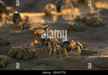 SOLDATENKRABBEN (MICTYRIS SP.) BEI EBBE, STRADBROKE ISLAND, MORETON BAY, QUEENSLAND'S GOLD COAST, AUSTRALIEN. Stockfoto