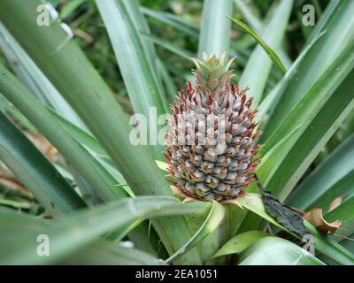 Junge Ananasfrucht auf Baumpflanze mit natürlichem grünen Hintergrund, leckere tropische Früchte auf dem Ackerland Stockfoto