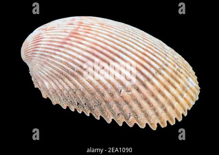 Seashell isoliert auf einem schwarzen Hintergrund. Makrofotografie. Wunderschöne Muschelsudden aus nächster Nähe. Stockfoto