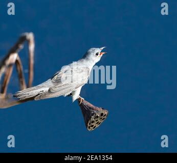 Pinselkuckuck (Cacomantis variolosus) auf einem Blumenkopf thront und singt, Fogg Dam, Northern Territory, NT, Australien Stockfoto