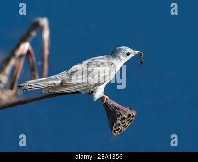 Pinselkuckuck (Cacomantis variolosus) auf einem Blütenkopf mit Raupe im Schnabel, Fogg Dam, Northern Territory, NT, Australien Stockfoto