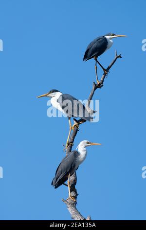 Zwei Erwachsene und ein unreifer Rattenreiher (Ardea picata) sitzen auf einem Zweig, Fogg Dam, Northern Territory, NT, Australien Stockfoto