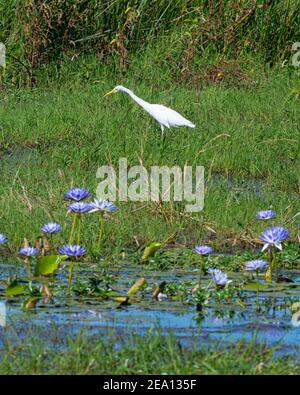 Intermediate Egret (Ardea intermedia) in Feuchtgebieten mit lila Seerosen, Fogg Dam, Northern Territory, NT, Australien Stockfoto