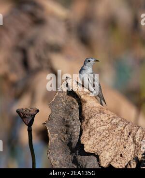 Vertikale Ansicht eines Pinselkuckucks (Cacomantis variolosus) auf einem toten Blatt, Fogg Dam, Northern Territory, NT, Australien Stockfoto