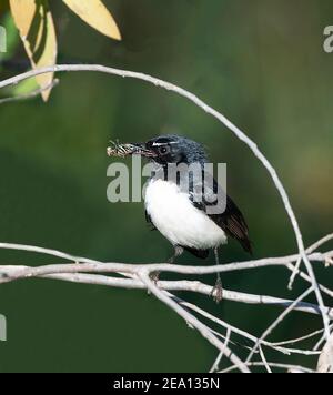 Willie Wagtail (Rhipidura leucophrys) mit Insekt im Schnabel, Fogg Dam, Northern Territory, NT, Australien Stockfoto