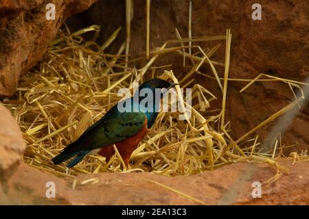 Kastanienbauchstarre (Lamprotornis pulcher) Ein einziger Kastanienbauchstarren sammelt Stroh Nistmaterial auf Der Boden Stockfoto